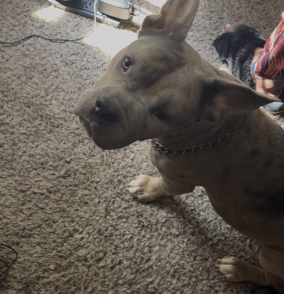 STORMI’S SURGERY SUCCESS STORY! - Hope Paws Support Fund - IMG 3874