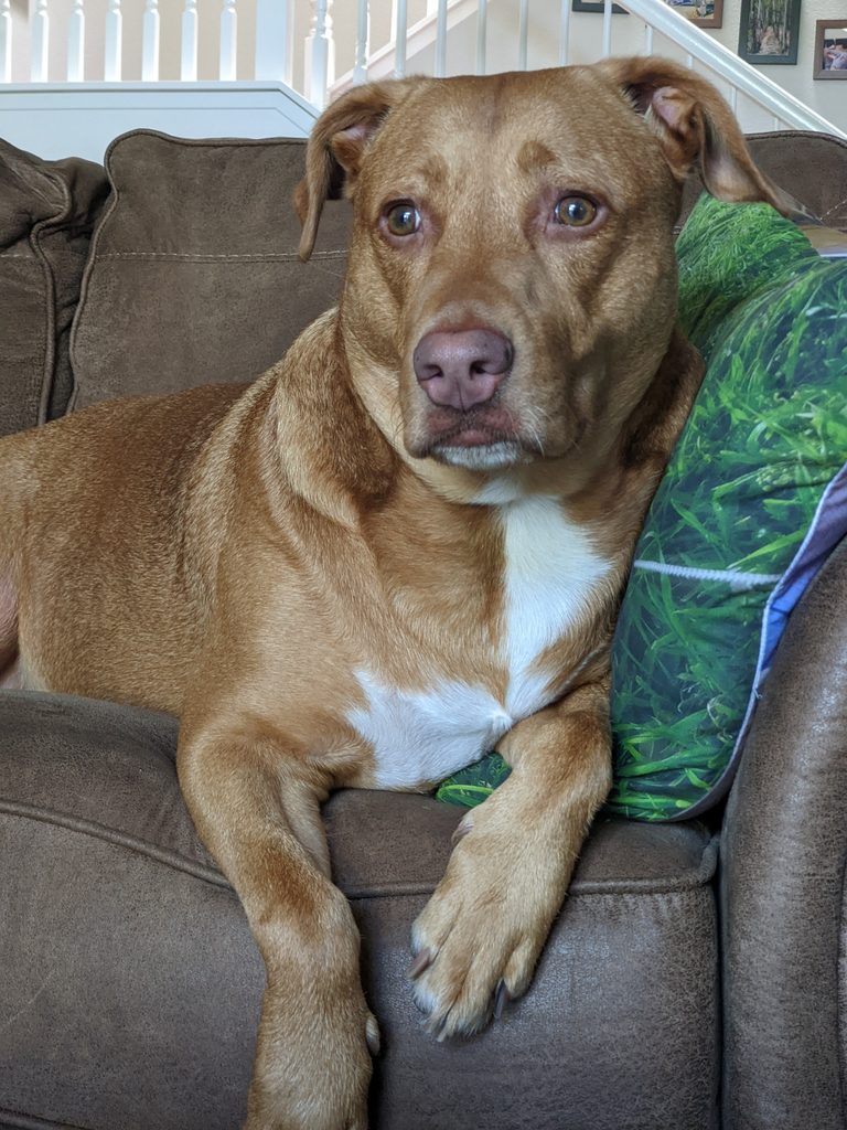 About Hope Paws Support Fund - Hope Paws Support Fund - PXL 20220610 155529431