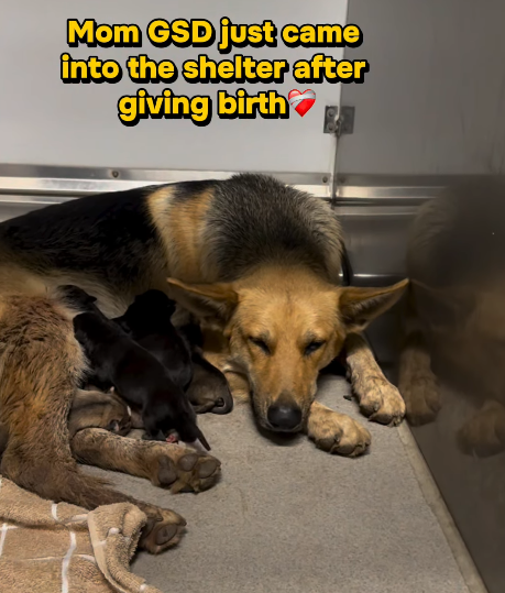 Dogs in Need of Rescue - Hope Paws Support Fund - image