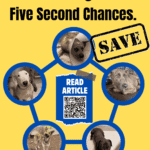 Rescue & Grant Updates: Ella, Goofy, Skippie, Jack, Jess - Hope Paws Support Fund - rescue update 5 1