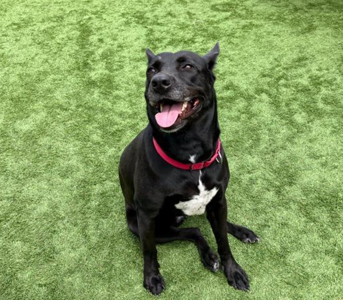 Dogs in Need of Rescue - Hope Paws Support Fund - sheila1