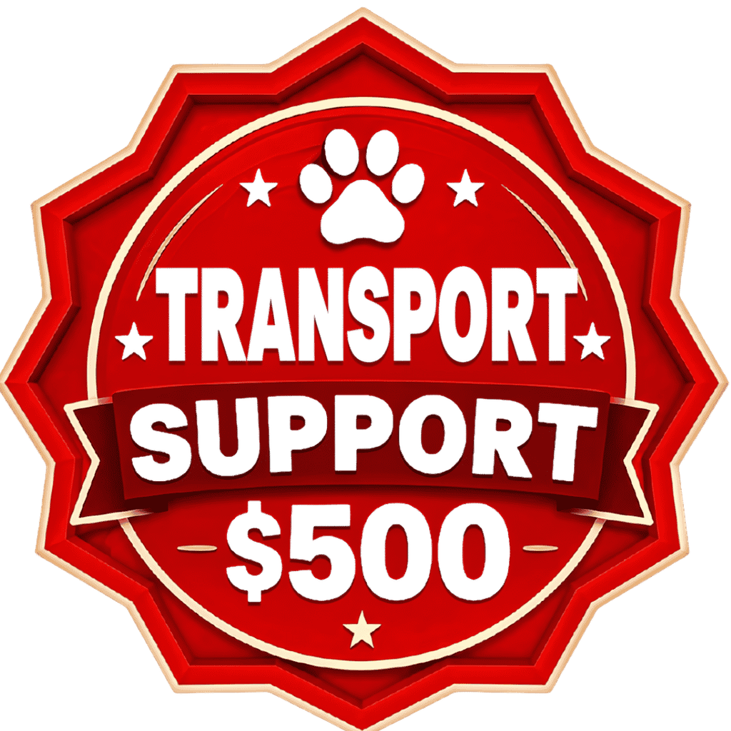 &nbsp; - Hope Paws Support Fund - transport